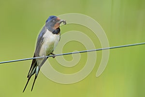 Barn Swallow (hirundo rustica) with mud.