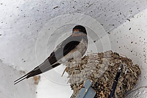 Barn swallow, Hirundo rustica, on the nest