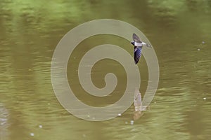The barn swallow (Hirundo rustica) nhunting for insects over the river