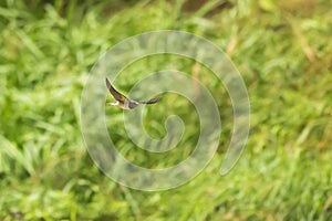 The barn swallow (Hirundo rustica) nhunting for insects over watet