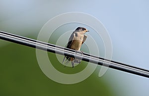 Barn Swallow Hirundo rustica perched on a wire