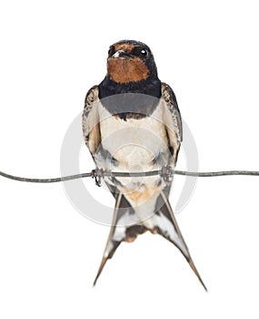 Barn Swallow, Hirundo rustica, perched on a wire