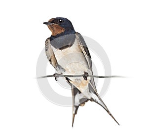 Barn Swallow, Hirundo rustica, perched on a wire against white b