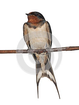 Barn Swallow, Hirundo rustica, perching photo