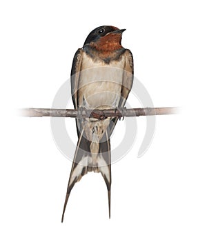 Barn Swallow, Hirundo rustica, perching