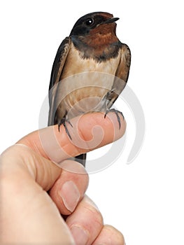 Barn Swallow, Hirundo rustica, perching