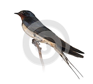 Barn Swallow, Hirundo rustica, perching