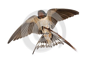 Barn Swallow, Hirundo rustica, perching