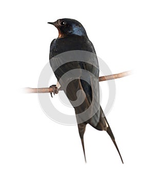 Barn Swallow, Hirundo rustica, perching photo