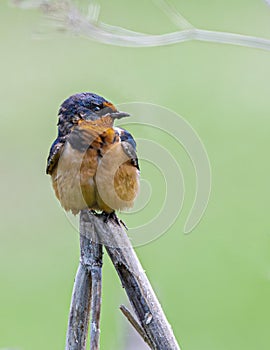 Barn Swallow Perching