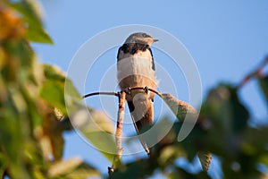 Barn swallow Hirundo rustica perching on a cherry tree branch