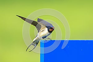 Barn Swallow Hirundo rustica resting closeup