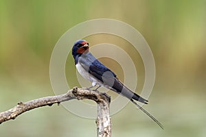 The barn swallow Hirundo rustica sitting on the branch with green background. Little black-blue swallow with a red head on a