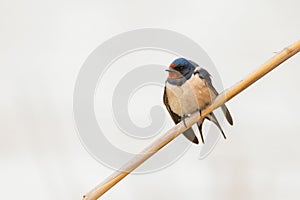 Barn Swallow Hirundo rustica sitting on a reed