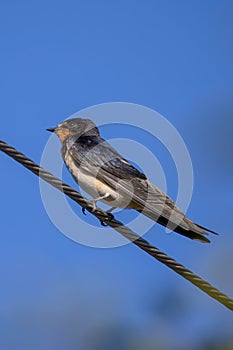 Barn swallow Hirundo rustica sitting on a wire
