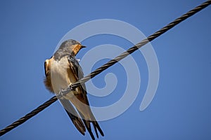 Barn swallow Hirundo rustica sitting on a wire