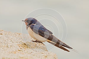 Barn swallow Hirundo rustica photo