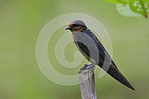 Barn swallow (Hirundo rustica) swift, lovely little slim black b