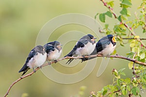 Barn Swallow Hirundo rustica youngsters sitting and waiting for food