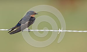 Barn Swallow (Hirundu rustica)