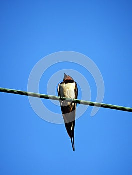 Barn swallow and intense blue sky backrgound