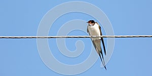 Barn swallow photo