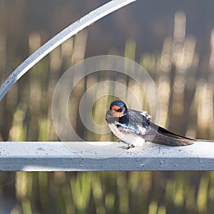 barn swallow on the metal plank