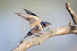 Barn Swallow in Millbrook, NY