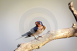 Barn Swallow in Millbrook, NY