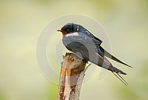 Barn swallow a most widespread species .