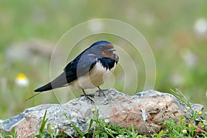 The barn swallow in natural habitat (hirundo rustica)