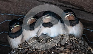 Barn Swallow nest