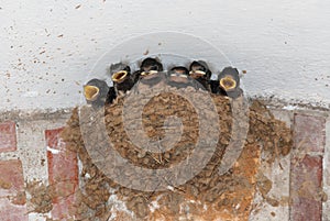 Barn swallow nest with chicks