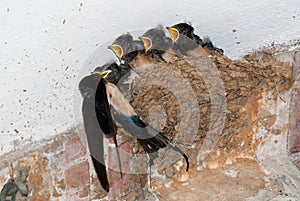 Barn swallow nest feeding