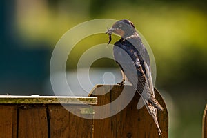 Barn swallow with nesting material