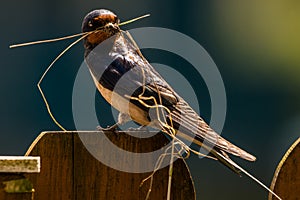 Barn swallow with nesting material