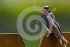 Barn swallow with nesting material