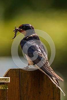 Barn swallow with nesting material