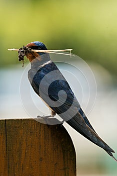 Barn swallow with nesting material