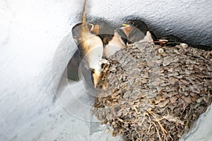 Barn swallow with offspring