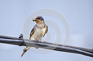 Barn Swallow perched with mud in beak for nest