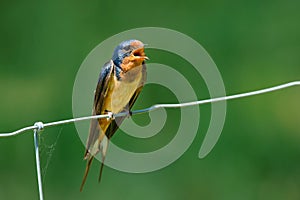 Barn Swallow - Hirundo rustica