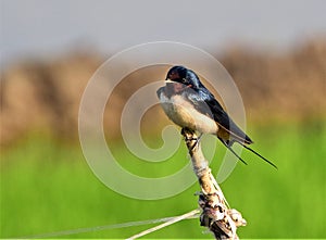 Barn swallow perched on a post