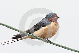 Barn Swallow Perched On A Wire