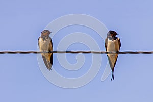 Barn swallow perched on a wire, against blue sky background close up