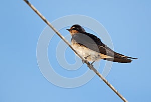 Barn swallow perched on wire at Hamala, Bahrain