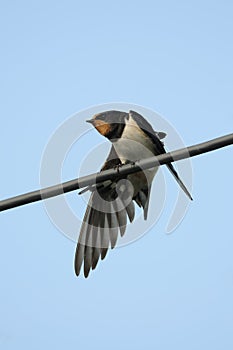 Barn Swallow perched on wire, stretching its wing