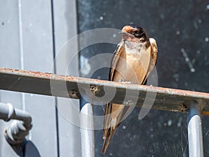 Barn swallow on a railing