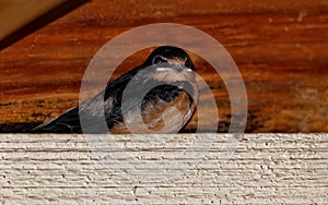 Barn Swallow Resting
