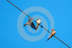 Barn swallow resting and playing on a cable